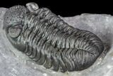 Adrisiops Weugi Trilobite - New Phacopid Species #104959-1
